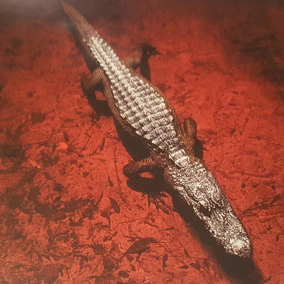 COLLECTOR'S EDITION 100 BEST PICTURES NAT GEO '02 - Picture 7 of 11